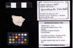 Foto (Objekt + Etiketten) von Goniodromites bidentatus (Reuss, 1859) 